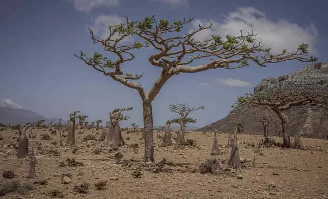 Frankincense and bottle trees grow on the Yemeni island of Socotra on Sept. 21, 2024. (AP Photo/Annika Hammerschlag)