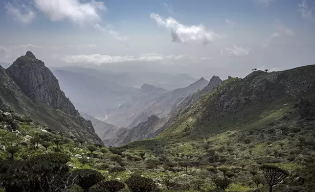 Dragon's blood trees are seen from the highest peak on the Yemeni island of Socotra, Sept. 19, 2024. (AP Photo/Annika Hammerschlag)