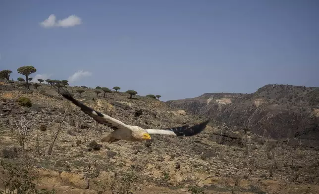 An Egyptian vulture soars above Socotra's Firmihin plateau on Sept. 18, 2024, on the Yemeni island of Socotra. (AP Photo/Annika Hammerschlag)