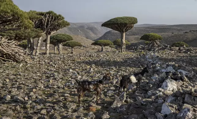 Goats roam amidst dragon's blood trees on the Yemeni island of Socotra on Sept. 18, 2024.(AP Photo/Annika Hammerschlag)