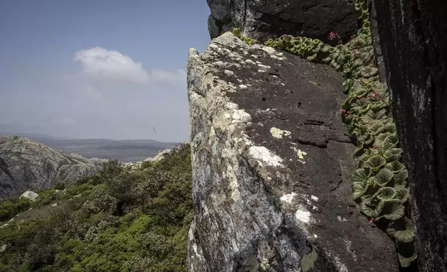 Begonia socotrana grows on a rock on the Yemeni island of Socotra on Sept. 19, 2024. (AP Photo/Annika Hammerschlag)