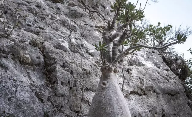 A bottle tree grows from a cliff face on the Yemeni island of Socotra, Sept. 21, 2024. (AP Photo/Annika Hammerschlag)