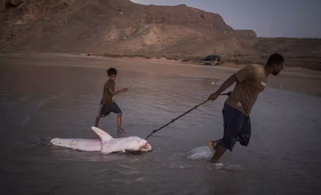 A fisherman drags a shark to shore on the Yemeni island of Socotra on Sept. 17, 2024. (AP Photo/Annika Hammerschlag)