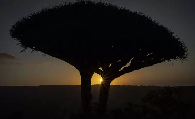 The sunrise appears between the branches of a dragon's blood tree on the Yemeni island of Socotra, on Sept. 20, 2024. (AP Photo/Annika Hammerschlag)