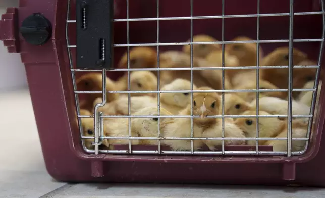 Freedom Ranger chicks sit in a pet kennel before being moved to an adoption area, at First State Animal Center and SPCA in Camden, Del., Friday, May 16, 2025. (AP Photo/Mingson Lau)