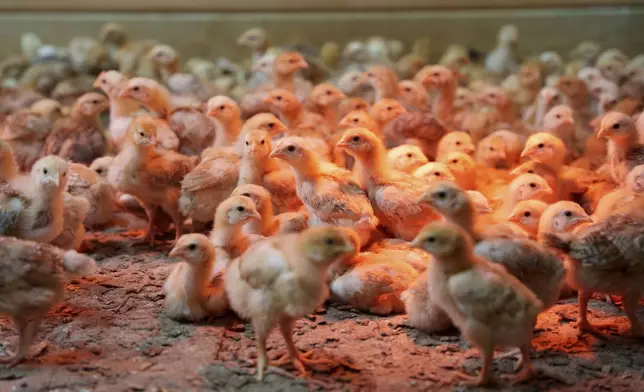 Chicks mill around a stall at First State Animal Center and SPCA in Camden, Del., Friday, May 16, 2025. (AP Photo/Mingson Lau)