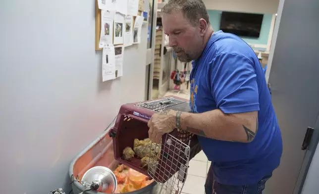 Kennel technician Mark Palmeri moves Freedom Ranger chicks to an adoption area at First State Animal Center and SPCA in Camden, Del., Friday, May 16, 2025. (AP Photo/Mingson Lau)