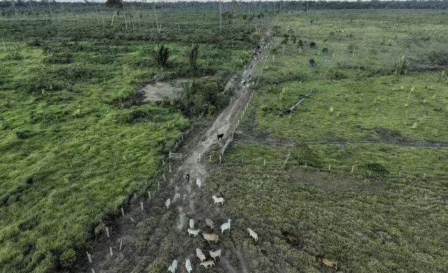 FILE - Cattle walk along an illegally deforested area in an extractive reserve near Jaci-Parana, Rondonia state, Brazil, July 12, 2023. (AP Photo/Andre Penner, File)