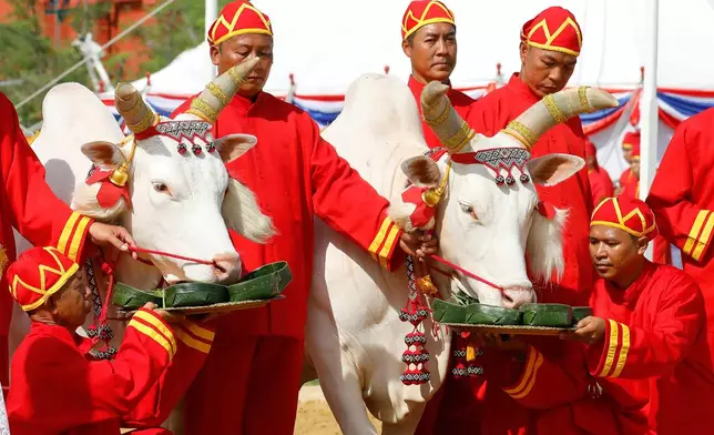 Oxen are presented with a tray of various choices of food by Thai officials during a royal plowing ceremony in Bangkok, Thailand, Friday, May 9, 2025. (Sunti Teapia/Pool Photo via AP)