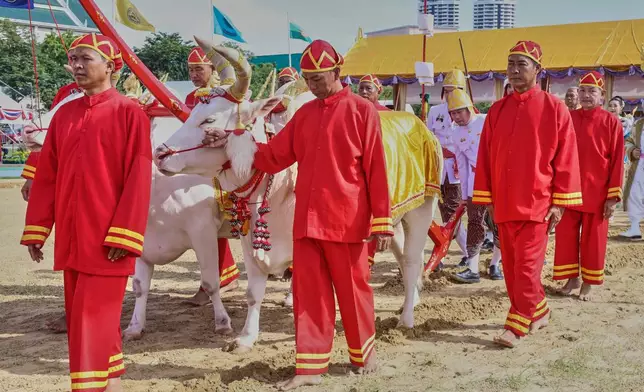 Oxen are guided by royal attendants during a royal plowing ceremony in Bangkok, Thailand, Friday, May 9, 2025. (Sunti Teapia/Pool Photo via AP)