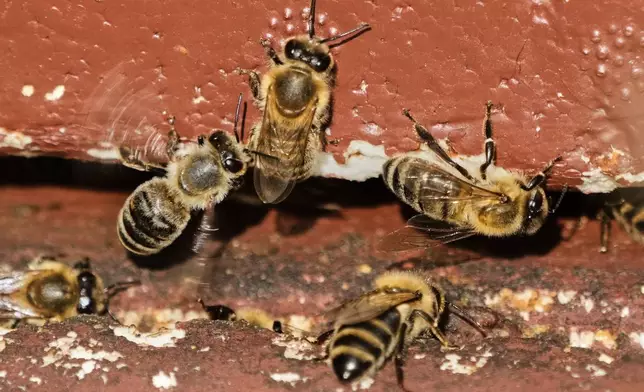 Honey bees are pictured in a beehive in Wehrheim near Frankfurt, Germany, during the 'world bee day' on Tuesday, May 20, 2025. (AP Photo/Michael Probst)