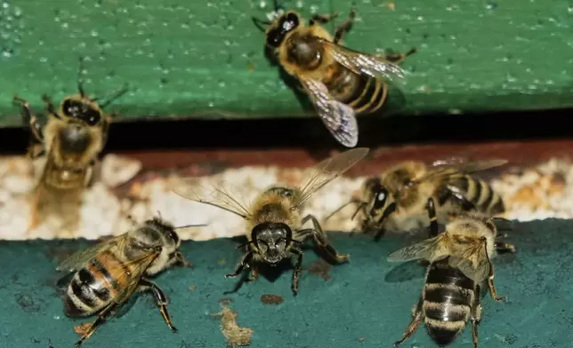 Honey bees are pictured in a beehive in Wehrheim near Frankfurt, Germany, on the 'world bee day' on Tuesday, May 20, 2025. (AP Photo/Michael Probst)