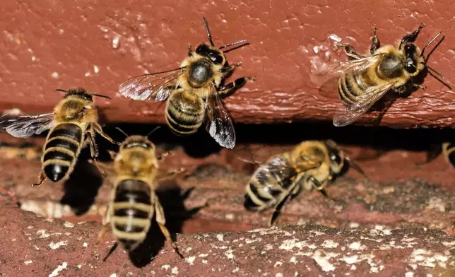 Honey bees are pictured in a beehive in Wehrheim near Frankfurt, Germany, on the "world bee day" on Tuesday, May 20, 2025. (AP Photo/Michael Probst)