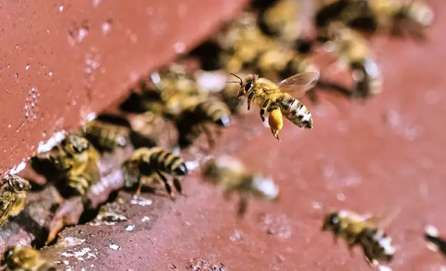 Honey bees are pictured in a beehive in Wehrheim near Frankfurt, Germany, on the "world bee day" on Tuesday, May 20, 2025. (AP Photo/Michael Probst)