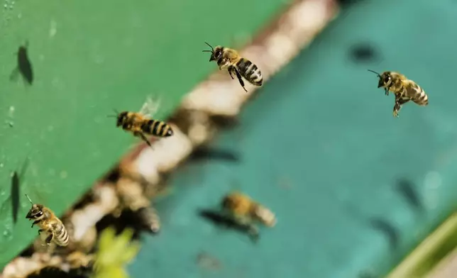Honey bees are pictured in a beehive in Wehrheim near Frankfurt, Germany, on the "world bee day" on Tuesday, May 20, 2025. (AP Photo/Michael Probst)