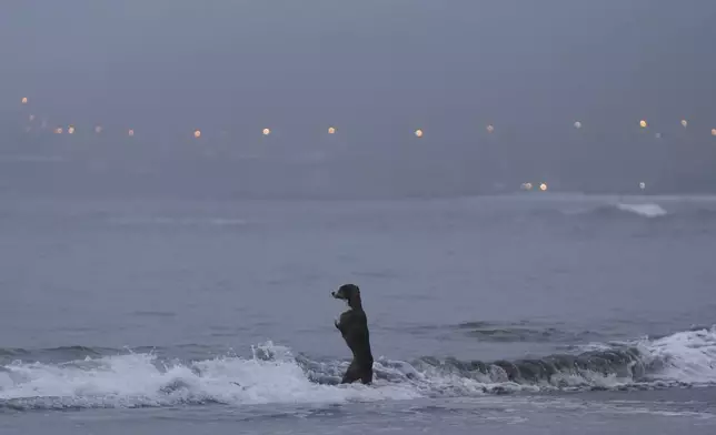 A dog stands on its hind legs to watch its owner take a morning swim in the Pacific Ocean on an overcast, winter day in Lima, Peru, Wednesday, May 28, 2025. (AP Photo/Martin Mejia)