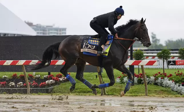 Preakness Stakes entrant Goal Oriented works out at Pimlico Race Course, Thursday, May 15, 2025, in Baltimore. (AP Photo/Stephanie Scarbrough)