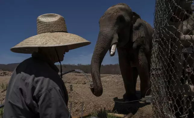 A staff membergives an elephant water at the animal refuge Ostok Sanctuary, on the outskirts of Culiacan, Mexico, Monday, May 19, 2025. (AP Photo/Felix Marquez)