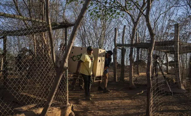 Staff members carry a jaguar in a transport cage at the animal refuge Ostok Sanctuary, on the outskirts of Culiacan, Mexico, Monday, May 19, 2025. (AP Photo/Felix Marquez)