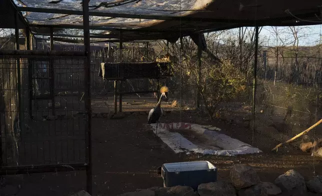 An elephant bird stands in its enclosure at the animal refuge Ostok Sanctuary, on the outskirts of Culiacan, Mexico, Monday, May 19, 2025. (AP Photo/Felix Marquez)