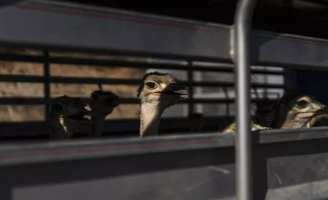 Emus from the Ostok Sanctuary sit in a truck while getting transported to Mazatlan, Sinaloa state, from the refuge in the outskirts of Culiacan, Sinaloa state, Mexico, Tuesday, May 20, 2025. (AP Photo/Felix Marquez)