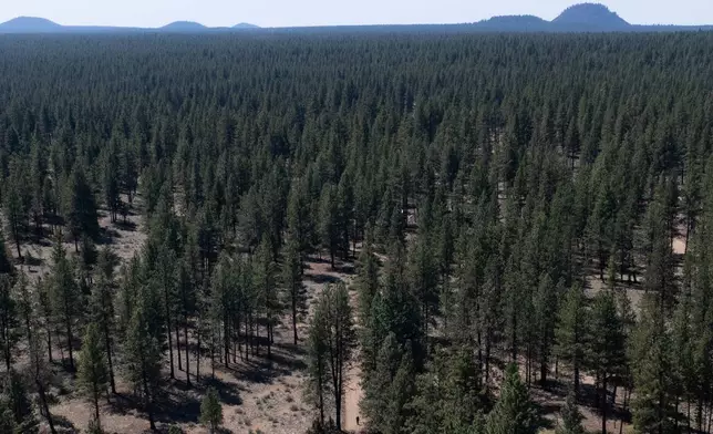 Greg Bishop, bottom center, who lived in a homeless encampment in Deschutes National Forest, walks along a dirt road to check on camp sites for residents who have not lefts the encampment on Thursday, May 1, 2025, near Bend, Ore. (AP Photo/Jenny Kane)