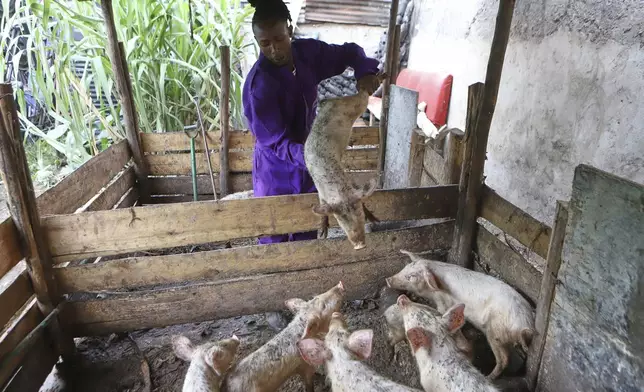 Joseph Kariaga who once lived the "gangster life" holds a piglet in the Mathare informal settlement of the capital Nairobi, Kenya Saturday, April 5, 2025. (AP Photo/Andrew Kasuku)