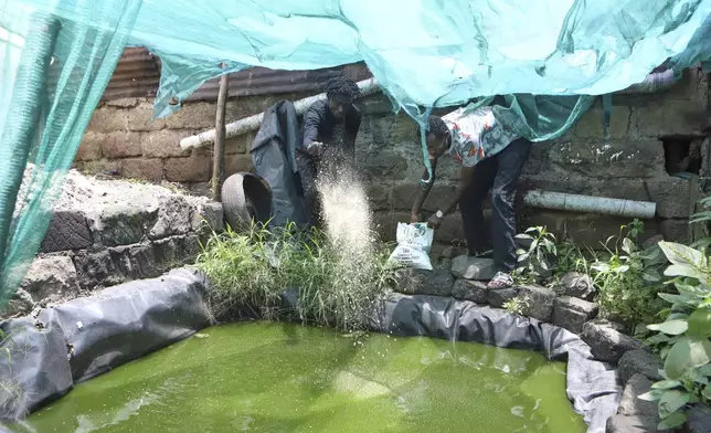 Reformed gangsters and members of Vision Bearerz Youth Group feed fish at a fish pond in the Mathare informal settlement of the capital Nairobi, Kenya Saturday, April 5, 2025. (AP Photo/Andrew Kasuku)