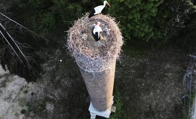 Storks sit in their nest on top of a chimney of a former brick factory in Wiesbaden, Germany, Thursday, May 1, 2025. (AP Photo/Michael Probst)