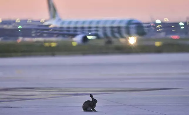 A hare sits on the tarmac at the airport in Frankfurt, Germany, Tuesday, April 29, 2025. (AP Photo/Michael Probst)