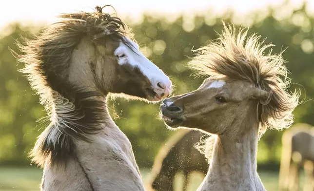 Icelandic horses play at a stud farm in Wehrheim near Frankfurt, Germany, Wednesday, April 30, 2025. (AP Photo/Michael Probst)