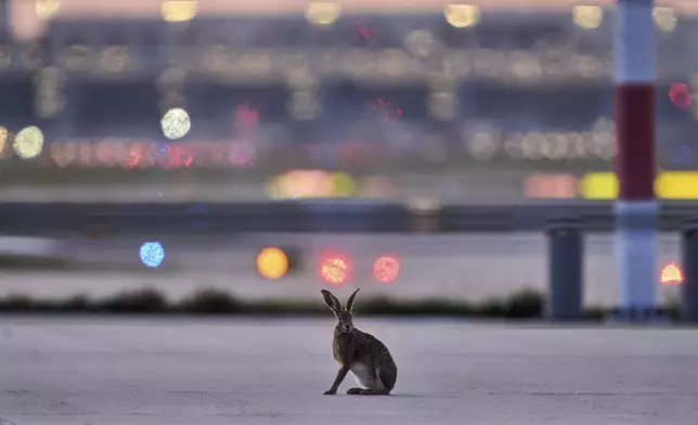 A hare sits on the tarmac at the airport in Frankfurt, Germany, Tuesday, April 29, 2025. (AP Photo/Michael Probst)