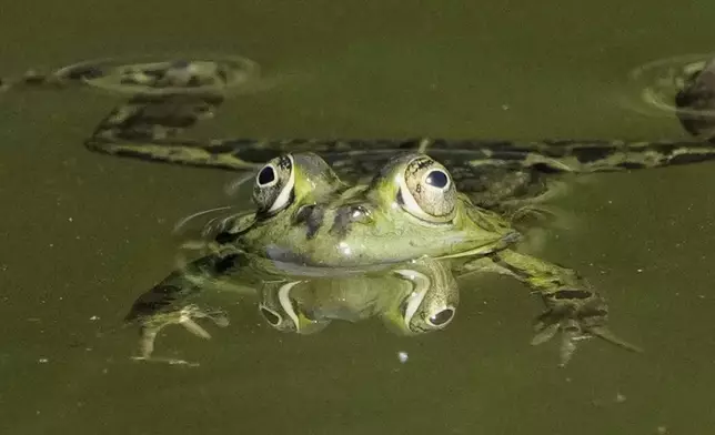 A frog swims in a pond behind the Bellevue Palace in Berlin, Germany, Monday, May 12, 2025. (AP Photo/Markus Schreiber)