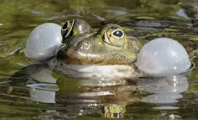 A frog swims in a pond behind the Bellevue Palace in Berlin, Germany, Monday, May 12, 2025. (AP Photo/Markus Schreiber)