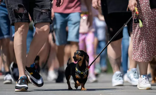 A Dachshund and owner take part in an attempt to set Hungary’s record for the largest dog walk of a single breed, at Budapest City Park, Budapest, Thursday, May 1, 2025. (AP Photo/Denes Erdos)