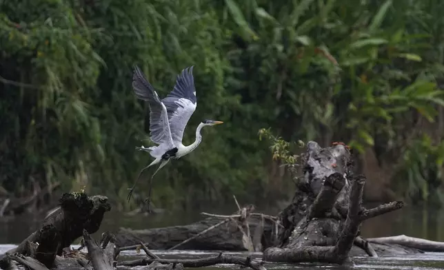 A wading bird takes flight in Villa Caleta, Panama, Monday, April 7, 2025. (AP Photo/Matias Delacroix)