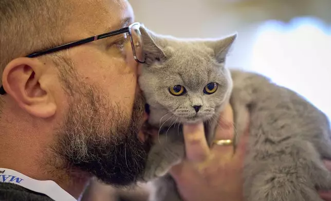 A British Shorthair cat gets a kiss during an international feline beauty competition in Bucharest, Romania, Saturday, May 10, 2025. (AP Photo/Vadim Ghirda)