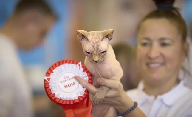 Uljana the Sphinx cat is held by held by its owner Anastasia after being evaluated by a judge during an international feline beauty competition in Bucharest, Romania, Saturday, May 10, 2025. (AP Photo/Vadim Ghirda)