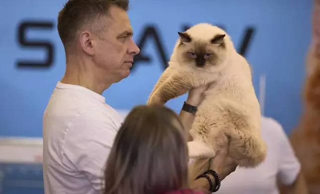 A man holds a Ragdoll cat during an international feline beauty competition in Bucharest, Romania, Saturday, May 10, 2025. (AP Photo/Vadim Ghirda)