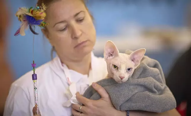 Bismarck the Sphinx cat is held by its owner Anastasia during an international feline beauty competition in Bucharest, Romania, Saturday, May 10, 2025. (AP Photo/Vadim Ghirda)
