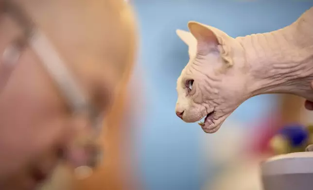 Bismarck the Sphinx cat hisses while a judge takes notes during an international feline beauty competition in Bucharest, Romania, Saturday, May 10, 2025. (AP Photo/Vadim Ghirda)