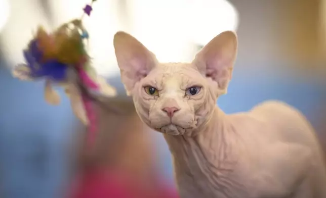 Bismarck the Sphinx looks at a toy while being examined by a judge during an international feline beauty competition in Bucharest, Romania, Saturday, May 10, 2025. (AP Photo/Vadim Ghirda)