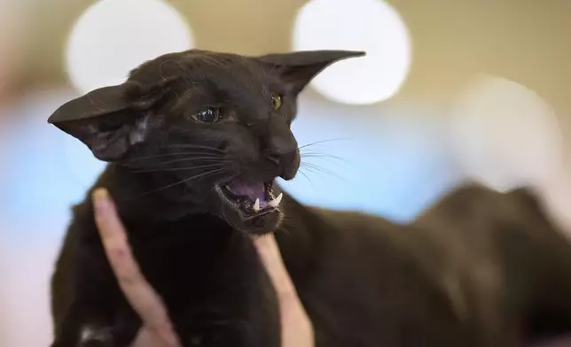 An Oriental Shorthair cat hisses while being held by its owner before a judge during an international feline beauty competition in Bucharest, Romania, Saturday, May 10, 2025. (AP Photo/Vadim Ghirda)