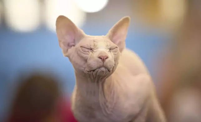 Bismarck the Sphinx closes its eyes while being examined by a judge during an international feline beauty competition in Bucharest, Romania, Saturday, May 10, 2025. (AP Photo/Vadim Ghirda)