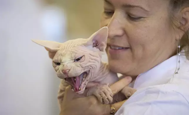 Bismarck the Sphinx cat hisses while being held by its owner Anastasia before a judge during an international feline beauty competition in Bucharest, Romania, Saturday, May 10, 2025. (AP Photo/Vadim Ghirda)