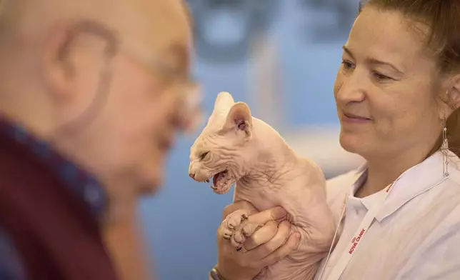 Bismarck the Sphinx cat hisses while being held by its owner Anastasia before a judge during an international feline beauty competition in Bucharest, Romania, Saturday, May 10, 2025. (AP Photo/Vadim Ghirda)