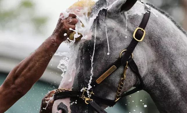Preakness Stakes entrant Sandman is bathed after a workout at Pimlico Race Course, Thursday, May 15, 2025, in Baltimore. (AP Photo/Stephanie Scarbrough)