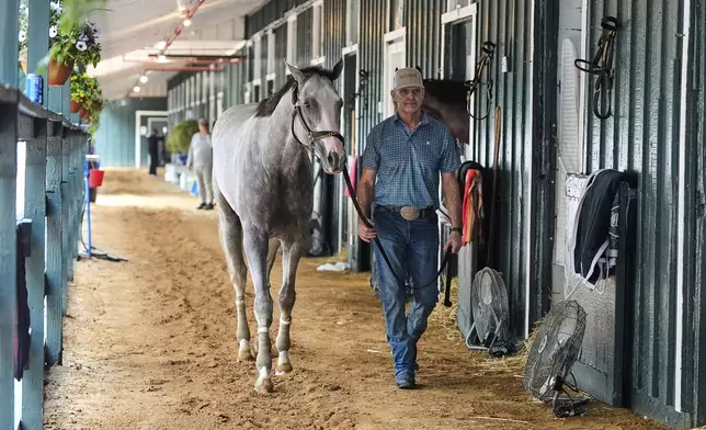 Preakness Stakes entrant Sandman is walked around the barn at Pimlico Race Course, Thursday, May 15, 2025, in Baltimore. (AP Photo/Stephanie Scarbrough)