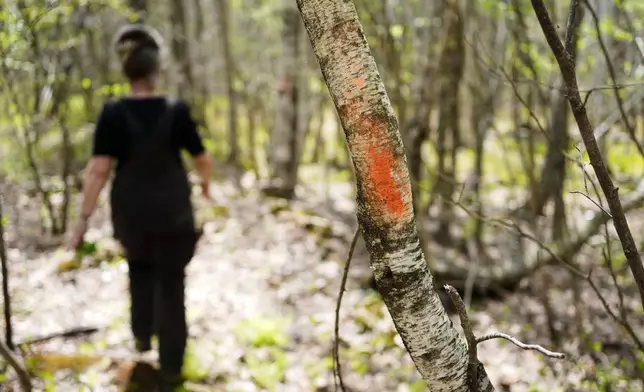 A blaze painted on a tree with temporary surveyor's paint is seen on a tree during Heather Donahue's walk on a rural road, Tuesday, May 13, 2025, in Freedom, Maine. (AP Photo/Robert F. Bukaty)