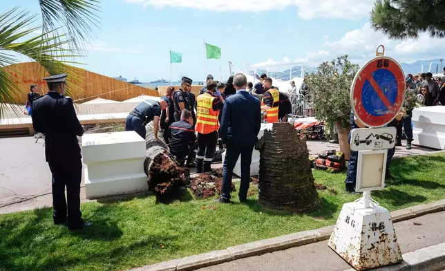 A palm tree fall on someone, and injured this person, on the Boulevard of La Croisette during the 78th international film festival, Cannes, southern France, Saturday, May 17, 2025. (Photo by Lewis Joly/Invision/AP)